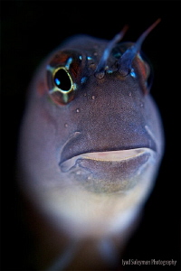 My old friend Blenny from my first dive in 2013! by Iyad Suleyman 